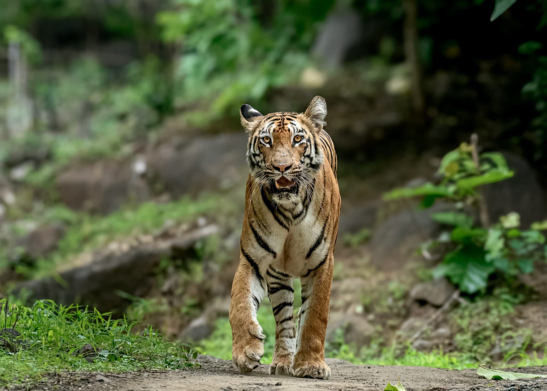 Tipeshwar Wildlife Sanctuary