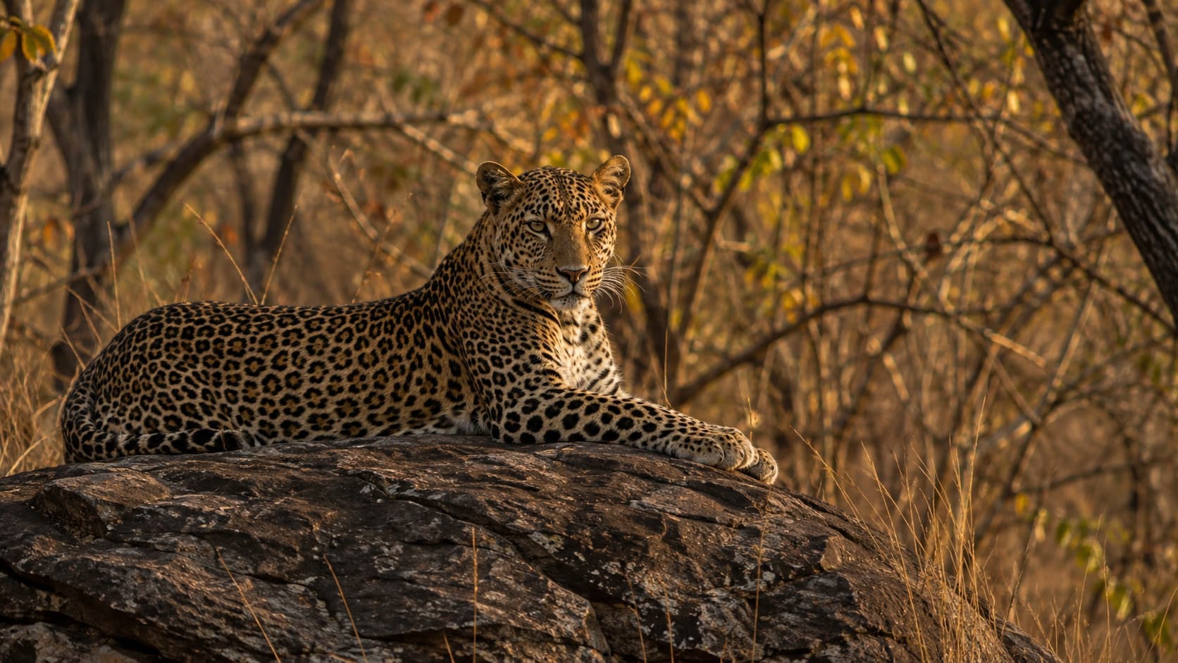 A leopard resting on a low branch at dusk.